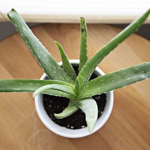 Is aloe plants 2024 poisonous to dogs